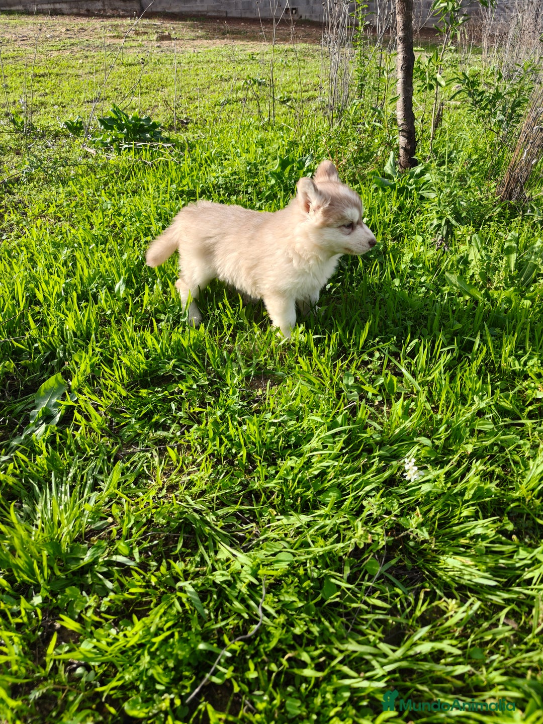 Husky Siberiano perros en venta: Machos Husky siberiano  - Imagen 3