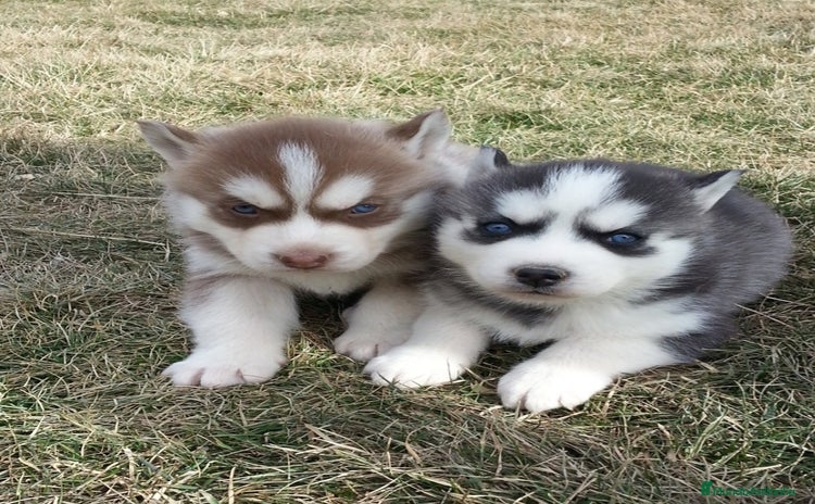 Husky Siberiano perros - Anuncio 2