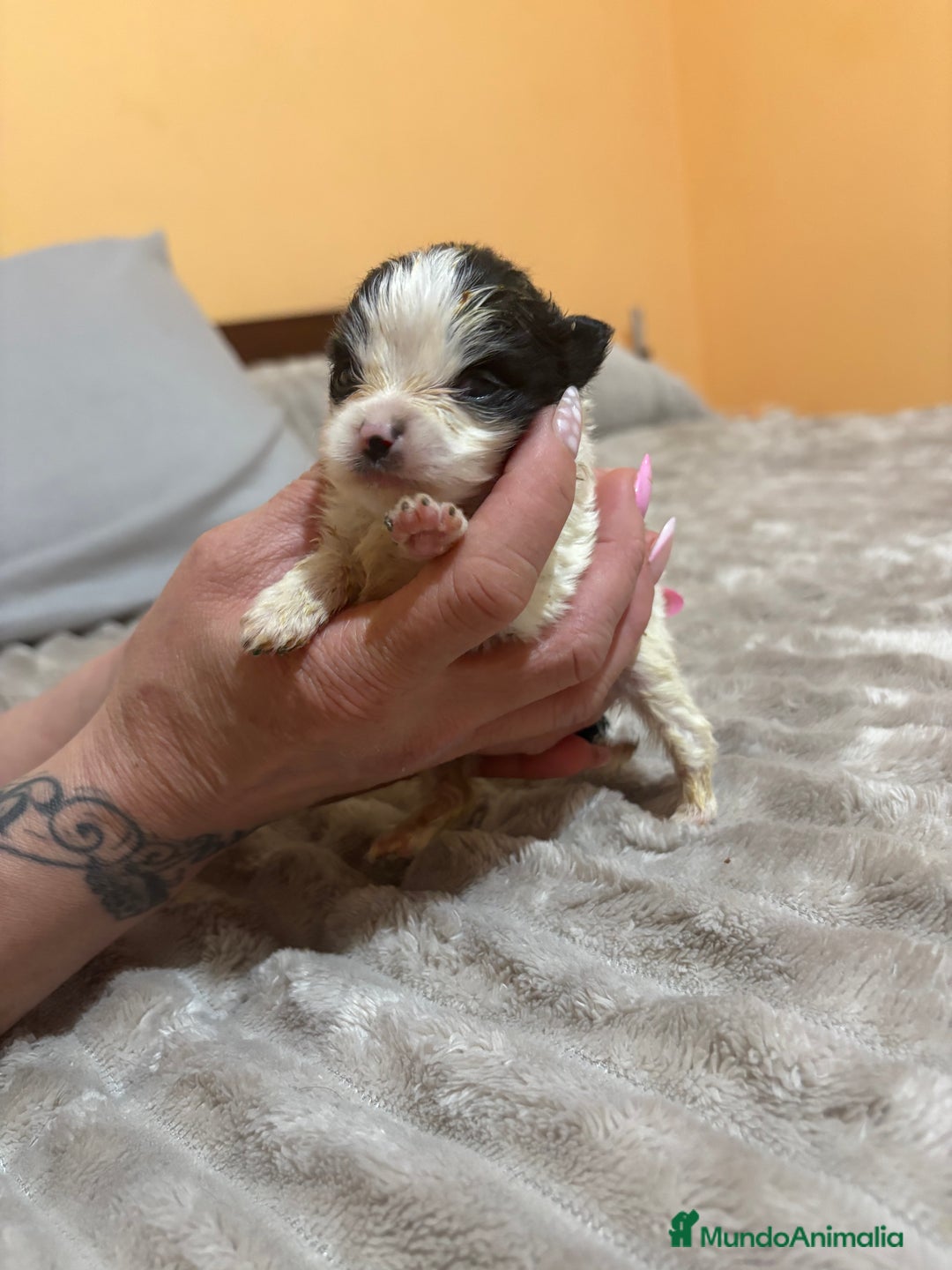 Pomerania perros en venta: Lulu Pomerania macho party  - Anuncio 3