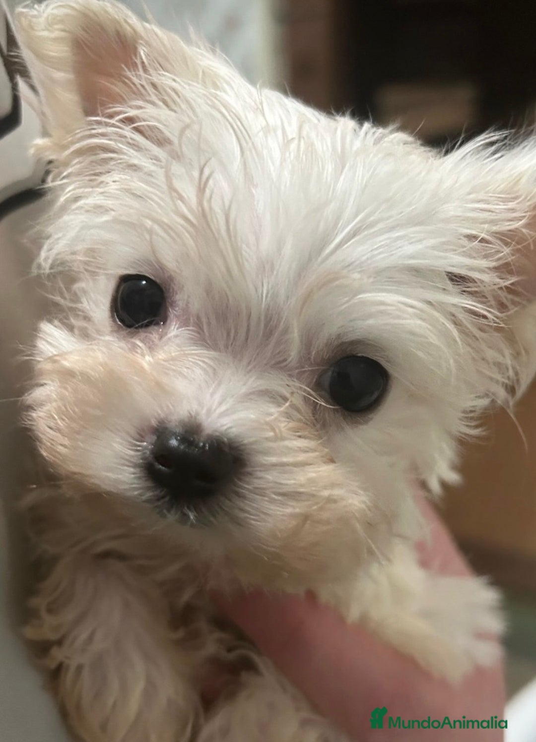 Bichón Maltés perros en venta: BICHON MALTES - Anuncio 1