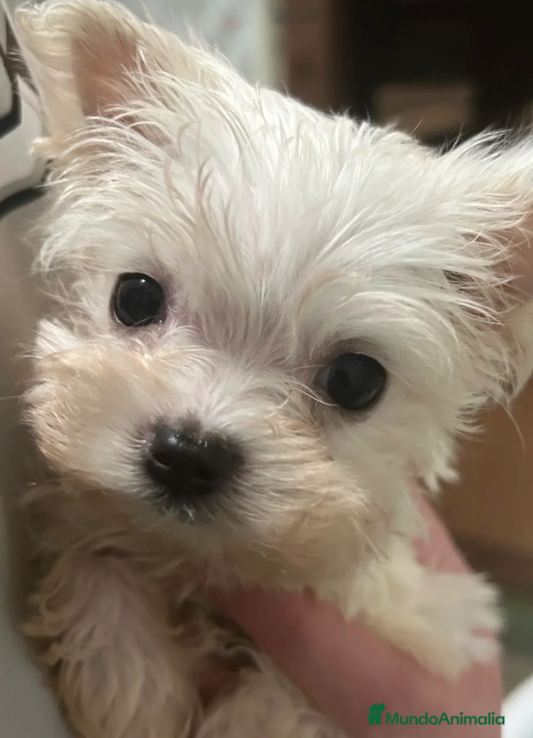 Bichón Maltés perros en venta: BICHON MALTES - Anuncio 1