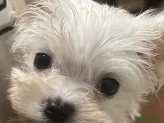 Bichón Maltés perros BICHON MALTES - Anuncio 13