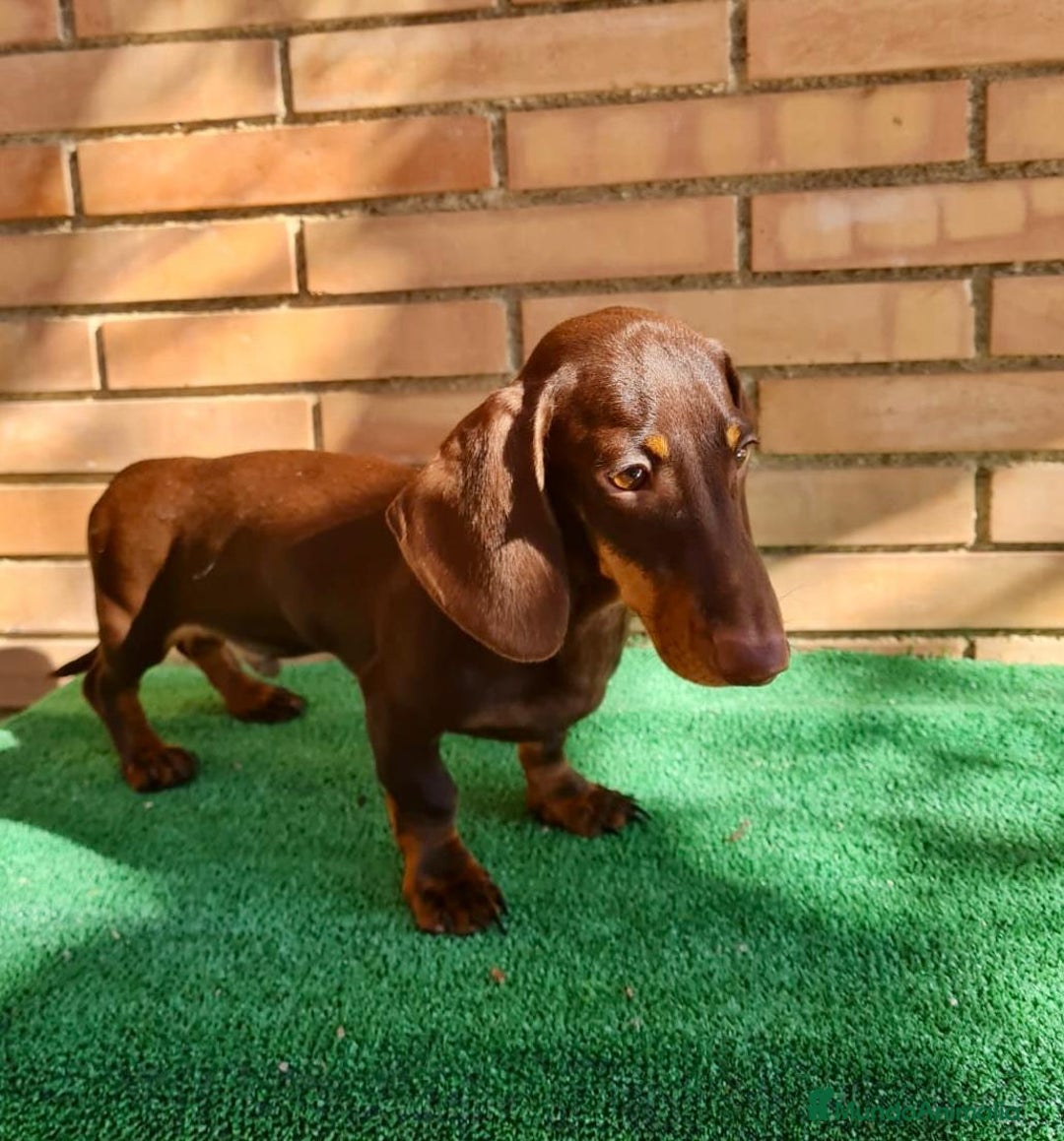 Teckel Miniatura perros en venta: Teckel mini - Anuncio 1