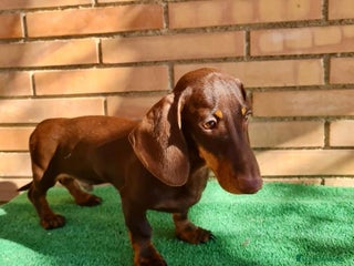 Teckel Miniatura perros Teckel mini - Anuncio 1