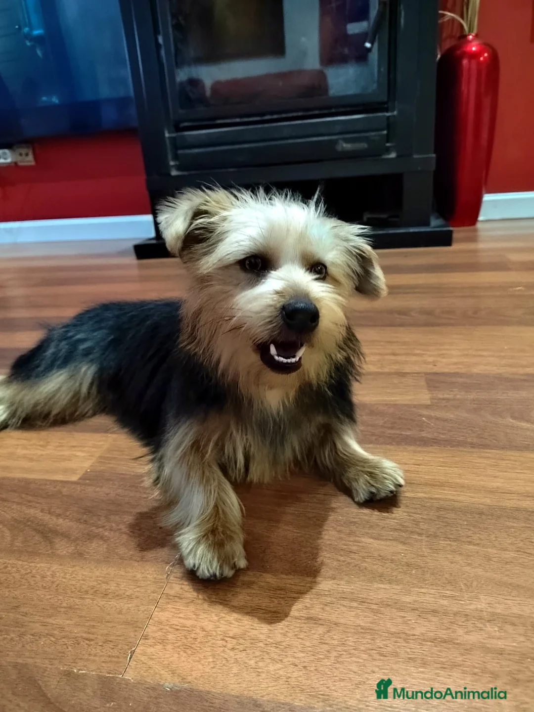 Raza Mixta perros en venta: Yorkie Russel - Anuncio 5