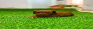 Caniche Toy 1