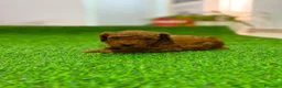 Caniche Toy perros en venta: Caniche toy rojo - Anuncio 2