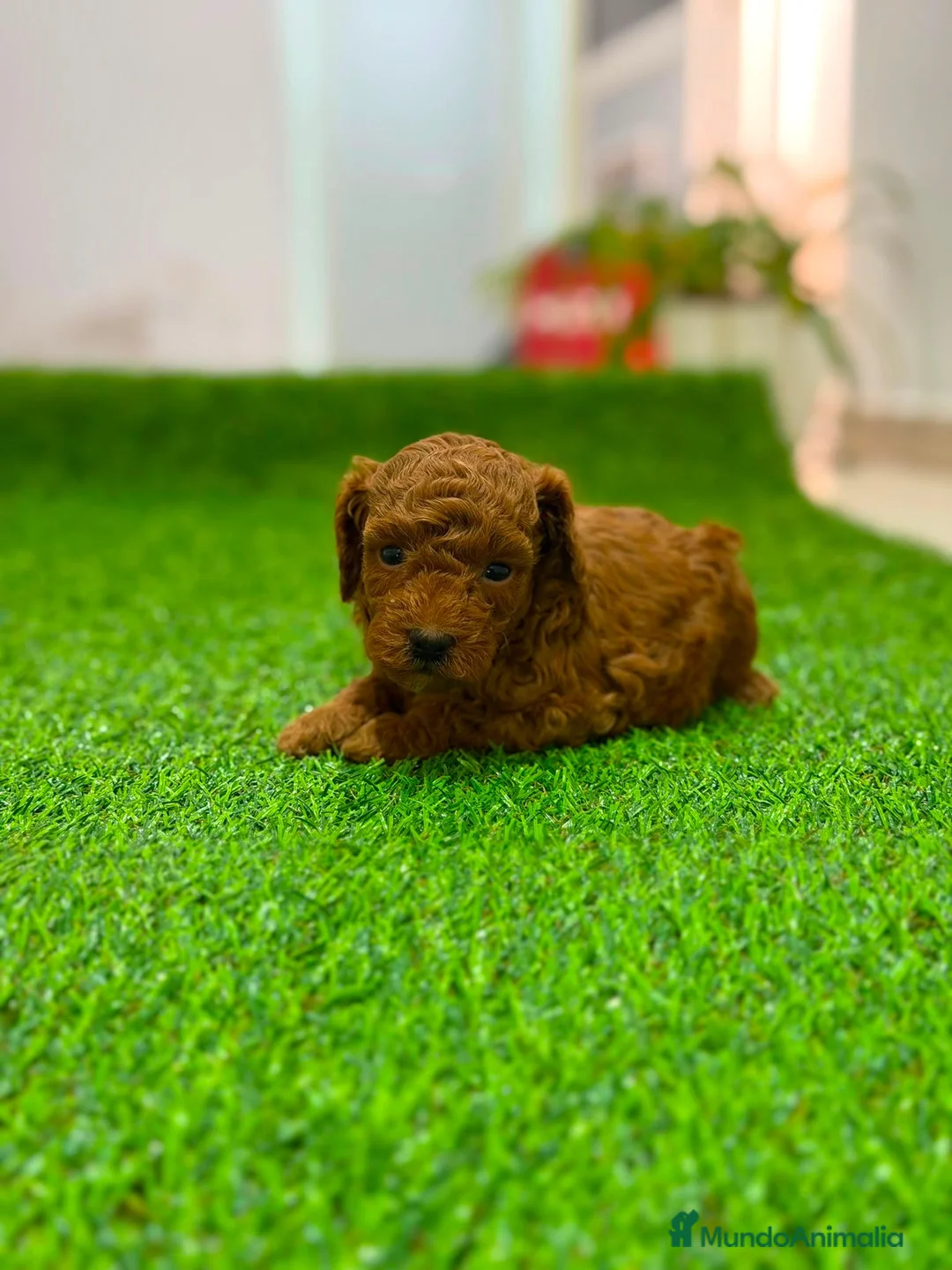 Caniche Toy perros en venta: Caniche toy rojo - Anuncio 2