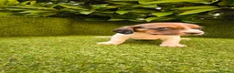 Beagle perros en venta: camada de beagles tricolor  - Anuncio 3