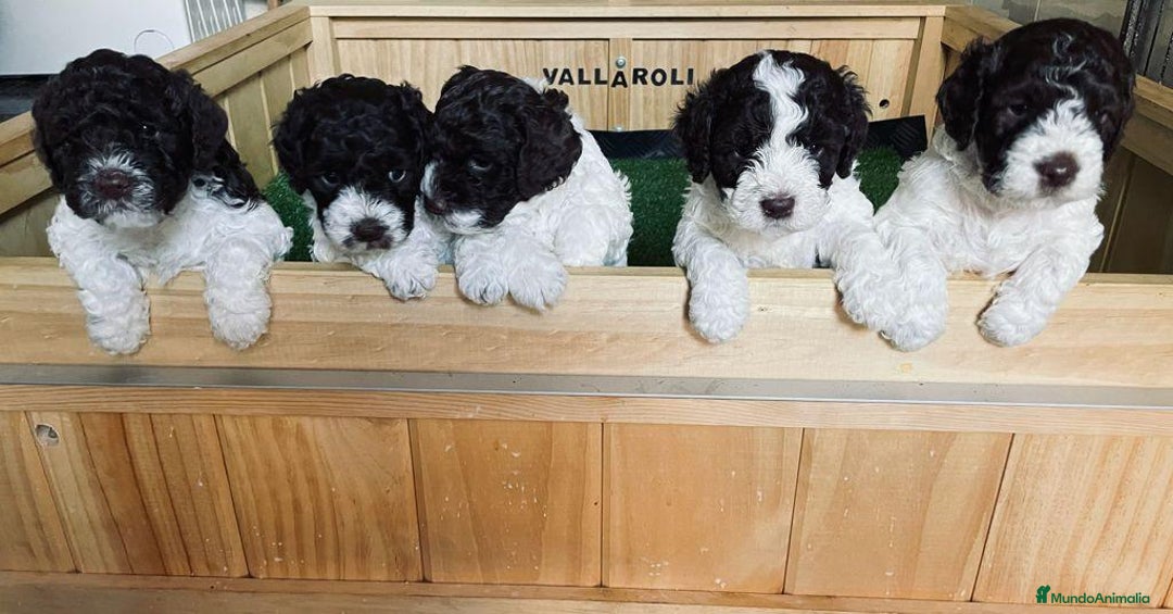 Perro de Agua Portugués perros en venta: LAGOTTO ROMAGNOLO - Imagen 2