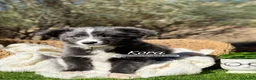Border Collie perros en venta: BORDER COLLIE BLUE - Anuncio 3