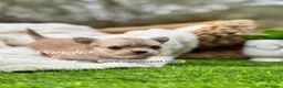 Chihuahua perros en venta: CHIHUAHUA PELO LARGO MACHO - Anuncio 3