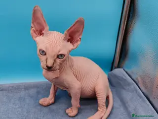 Sphynx gatos Preciosos machitos ojos azules - Anuncio 1