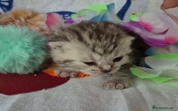 Británico de Pelo Corto gatos en venta: Brithis pelo corto Blue silver y de más  - Anuncio 1