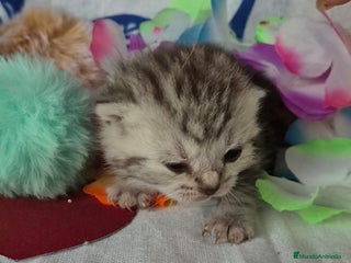Británico de Pelo Corto gatos Brithis pelo corto Blue silver y de más - Anuncio 7