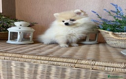Pomerania perros en venta: Pomerania Macho disponible fotos actuales  - Imagen 2