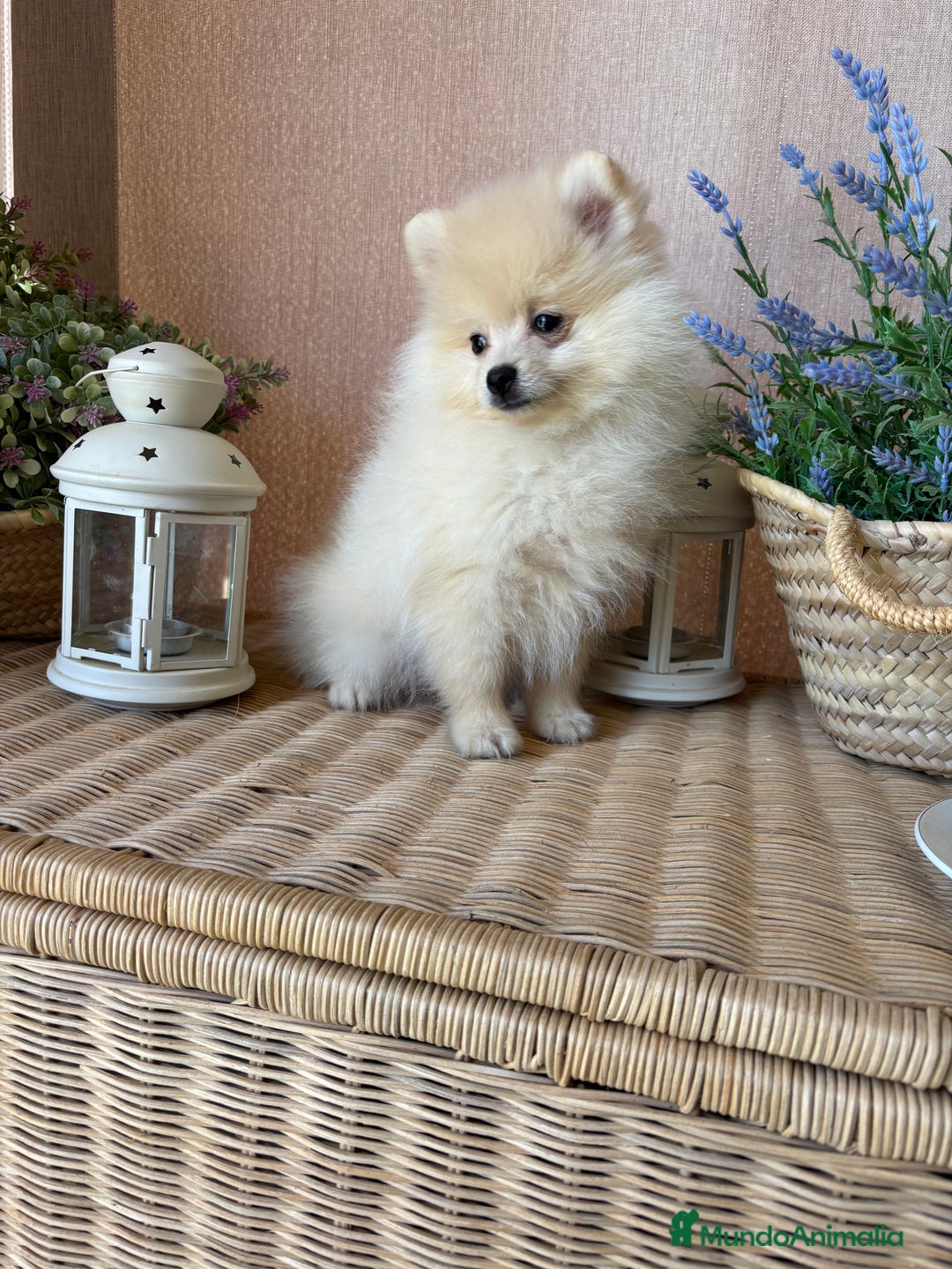 Pomerania perros en venta: Pomerania Macho disponible fotos actuales  - Imagen 2