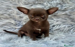 Chihuahua perros en venta: Chihuahua toy chocolate  - Imagen 5