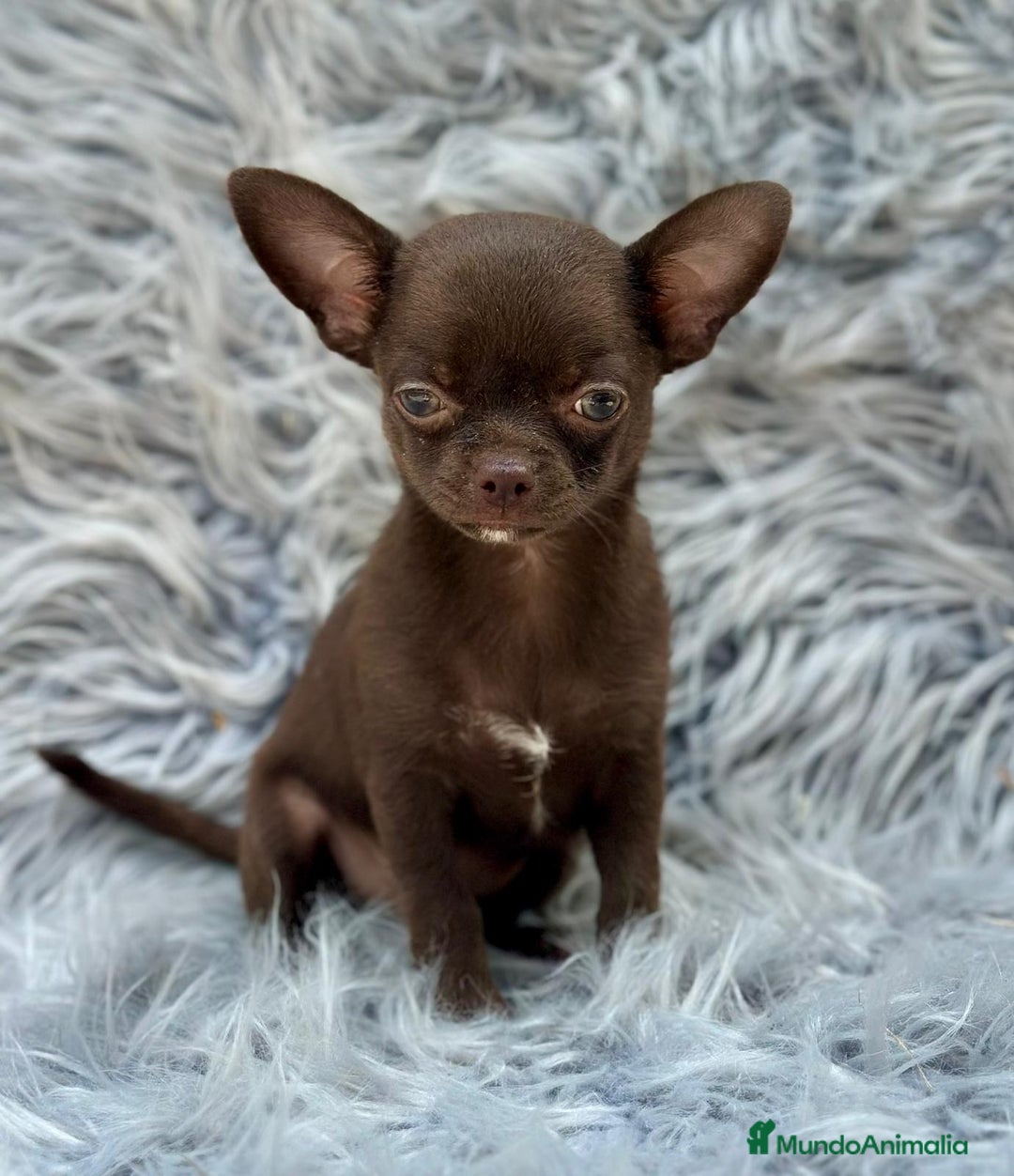 Chihuahua perros en venta: Chihuahua toy chocolate  - Imagen 5