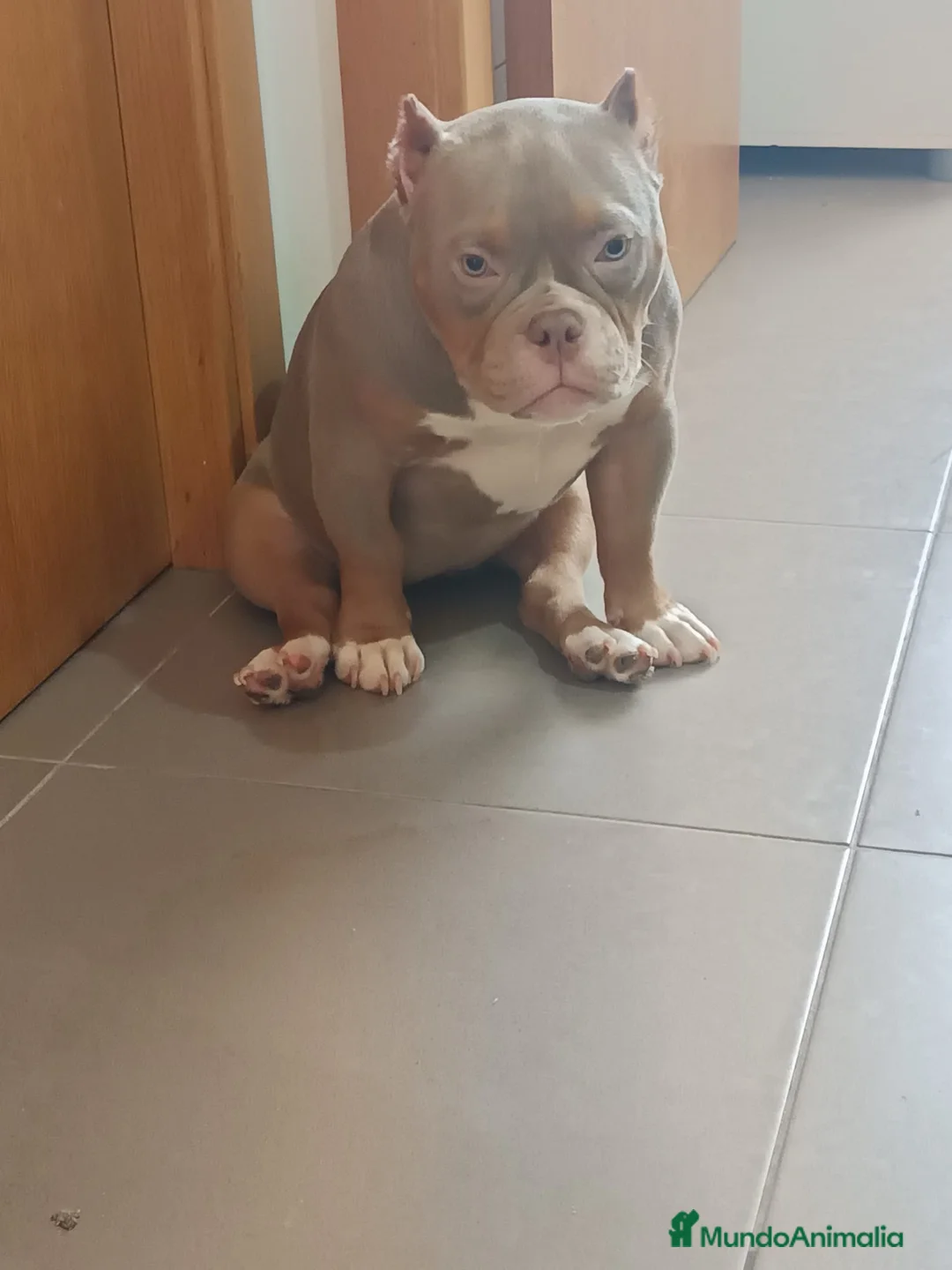 American Bully perros en venta: American Bully  - Anuncio 1