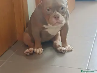 American Bully perros American Bully - Anuncio 1