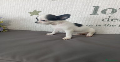 Chihuahua perros - Anuncio 16