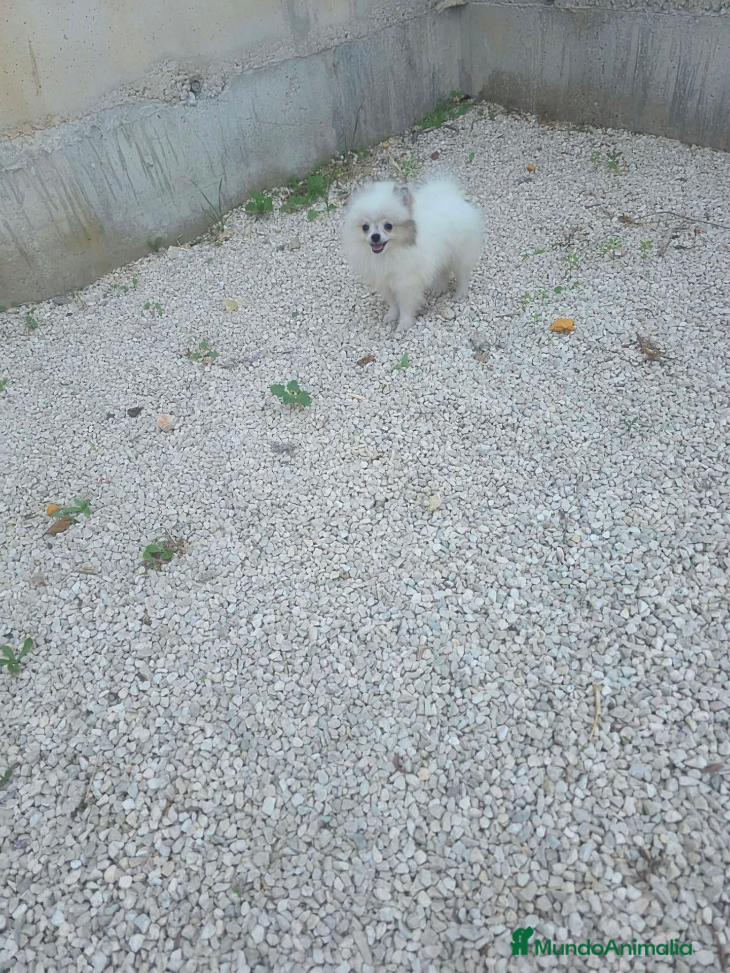 Pomerania perros Pomerania Toy - Anuncio 2