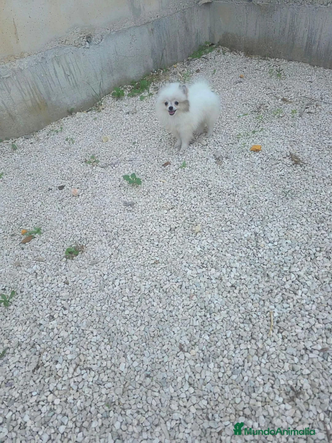 Pomerania perros en venta: Pomerania Toy - Anuncio 1