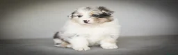 Pastor Australiano perros en venta: Cachorros Pastor Australiano - Anuncio 17