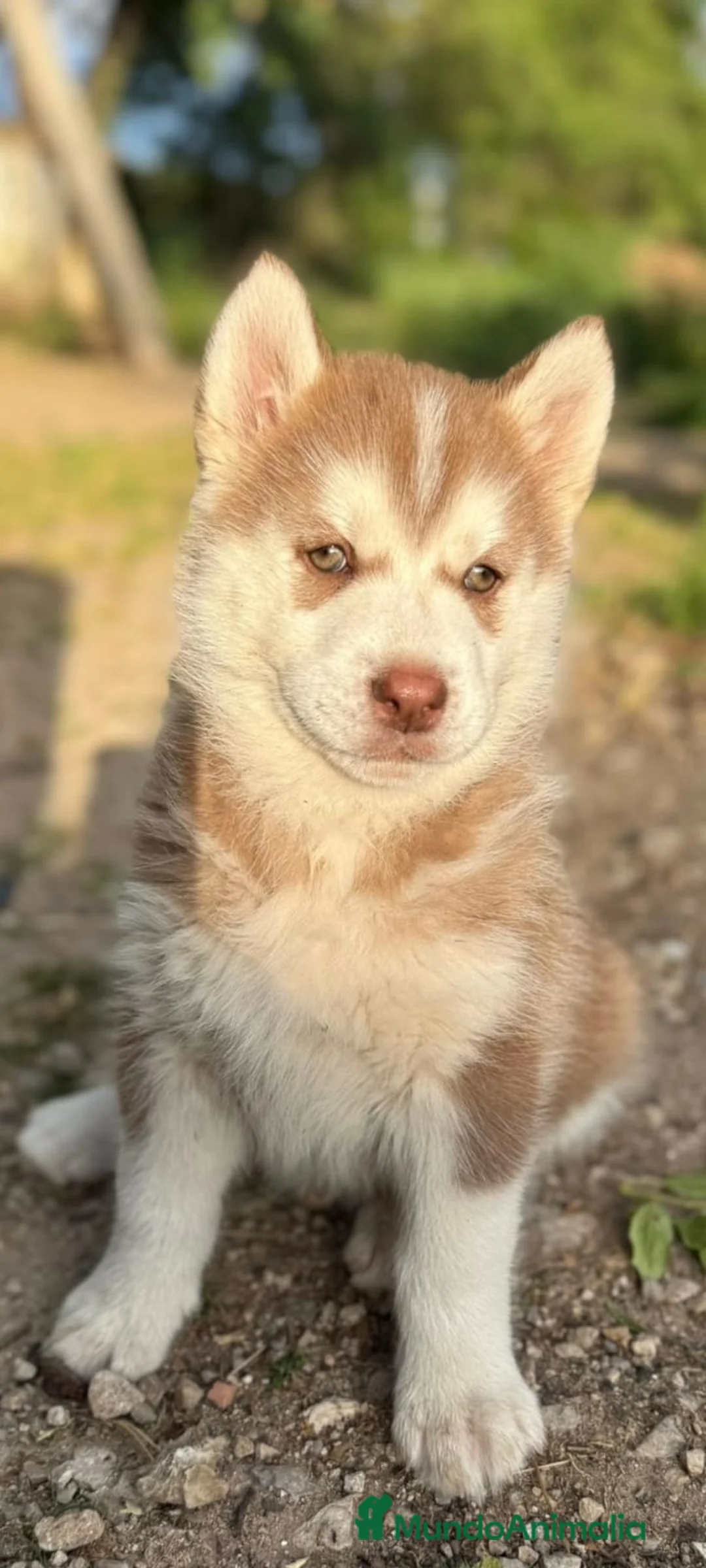 Husky Siberiano perros en venta: Husky siberiano  - Anuncio 1