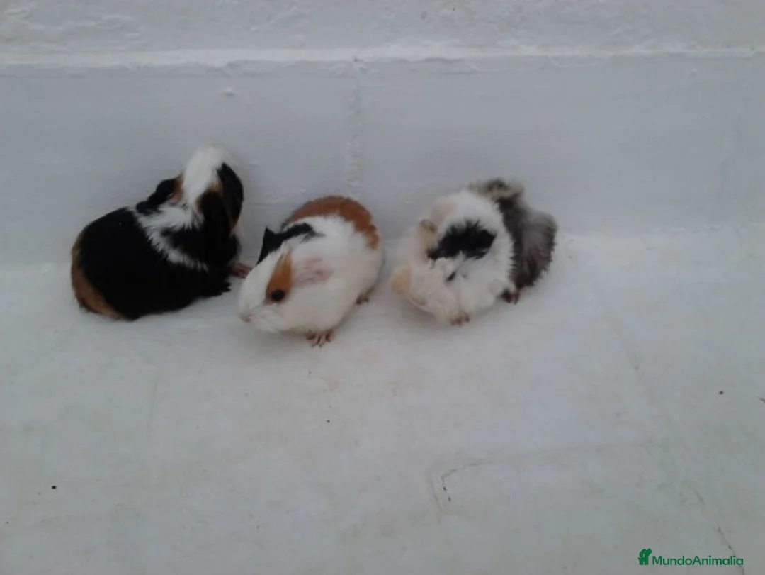 Imagen de galería {{count}}