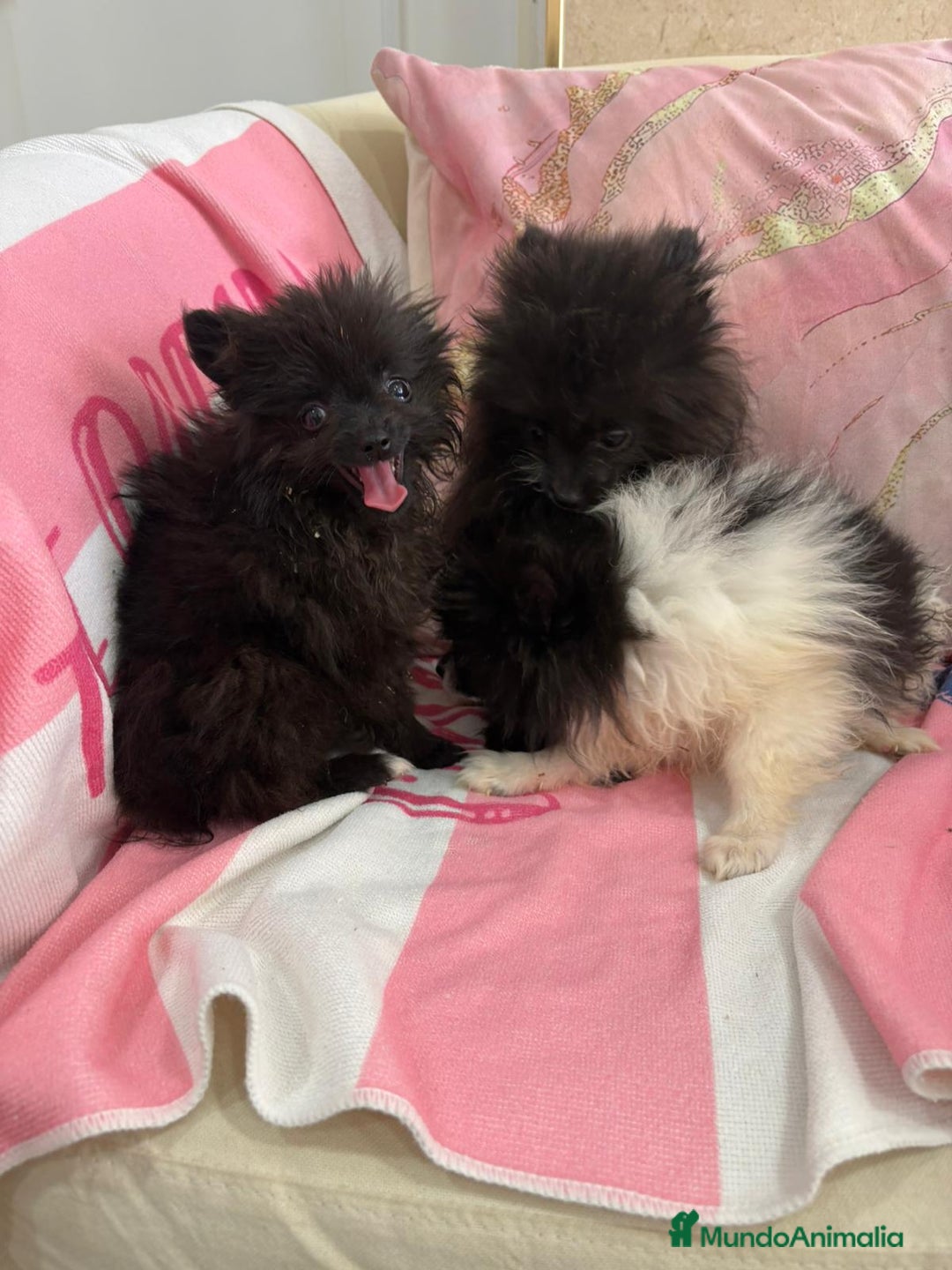 Pomerania perros en venta: POMERANIA MICRO TOY - Imagen 5