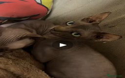Sphynx gatos en venta: Gatas Sphynx en Cáceres - Imagen 2