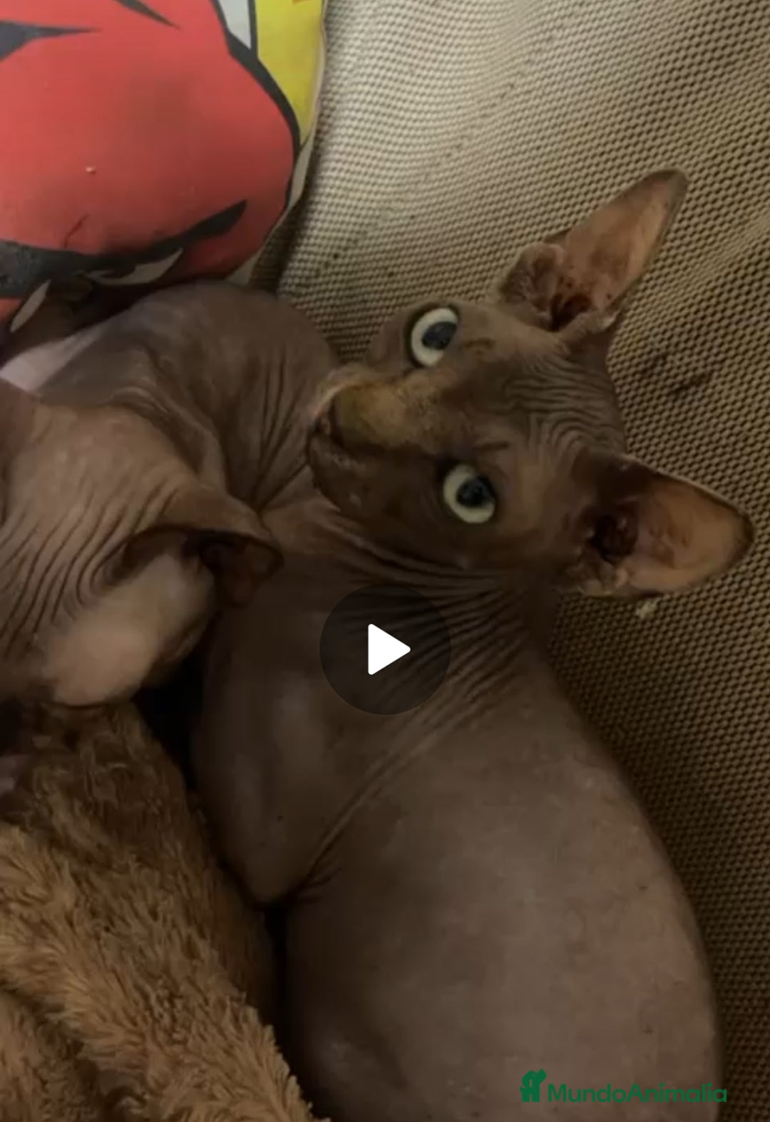 Sphynx gatos en venta: Gatas Sphynx en Cáceres - Imagen 2