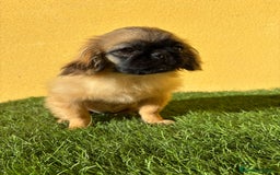 Pekinés perros en venta: Pekines Imperial hembra preciosa es muy pequeñina - Imagen 2