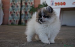 Pomerania perros en venta: 🐾 Sparky, Roscón, Prodigy, Monkey y Frosty 🐾 - Imagen 3