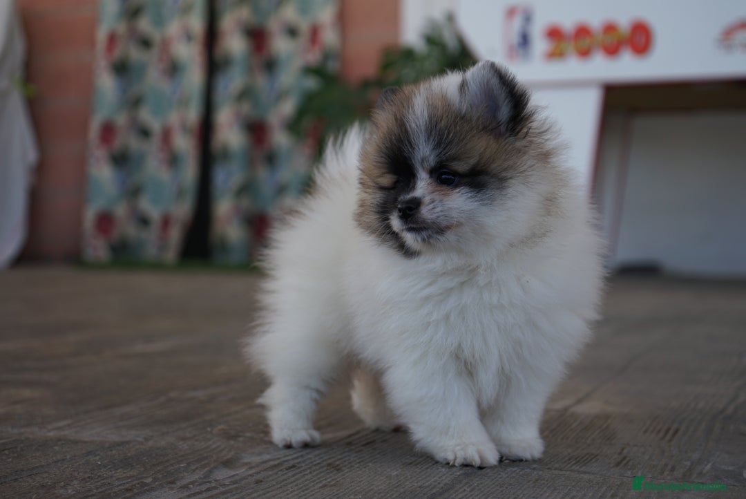Pomerania perros en venta: 🐾 Sparky, Roscón, Prodigy, Monkey y Frosty 🐾 - Imagen 3