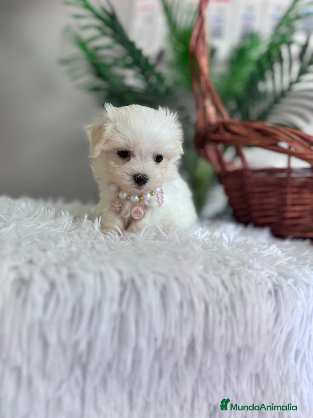 Bichón Maltés perros en venta: BICHON MALTES HEMBRA - Imagen 5