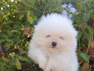 Pomerania perros - Anuncio 4