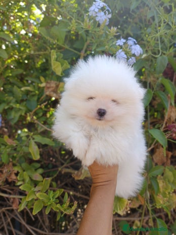 Pomerania perros - Anuncio 5