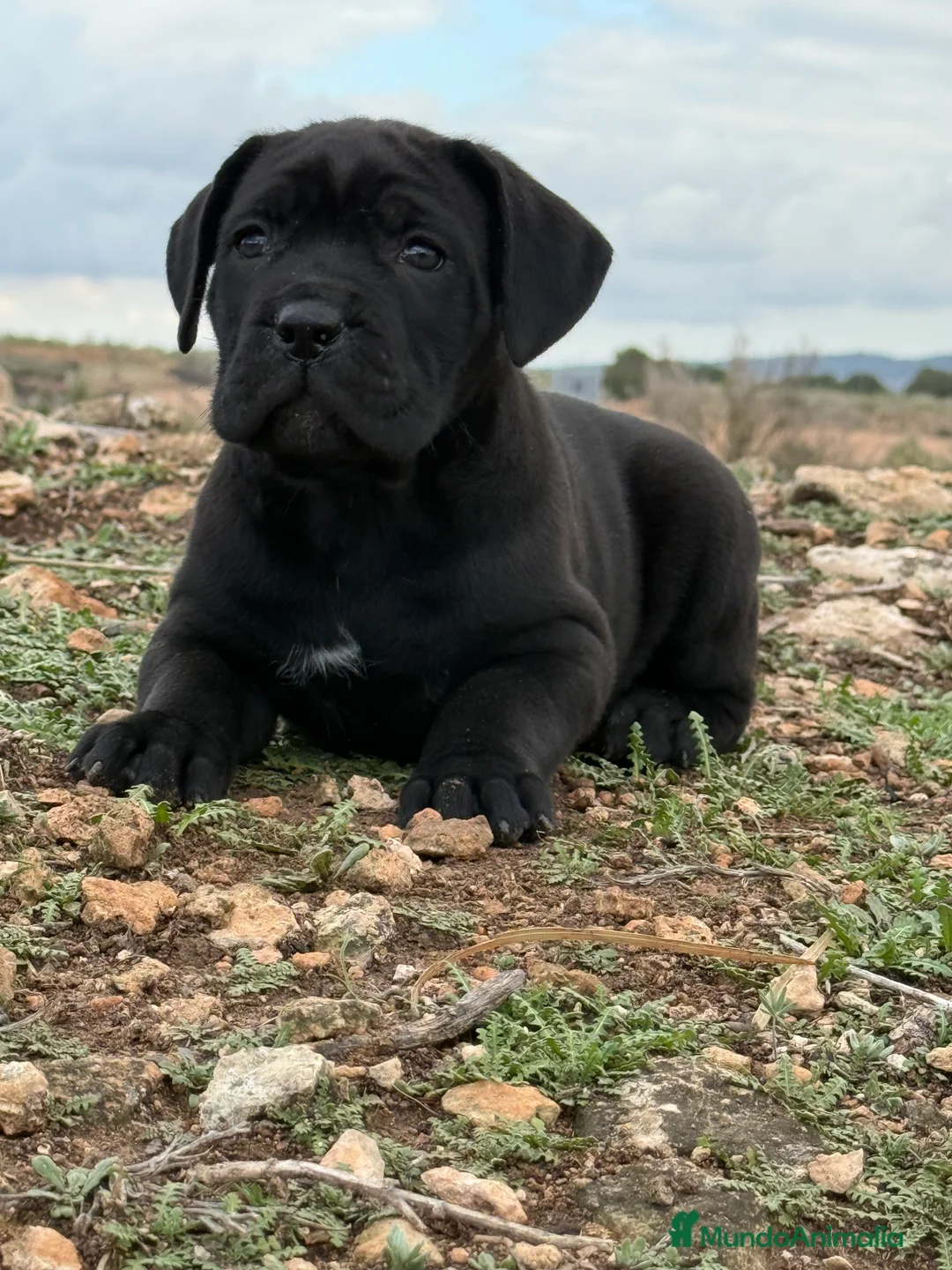 Cane Corso perros en venta: Cachorros de Cane Corso  - Anuncio 5