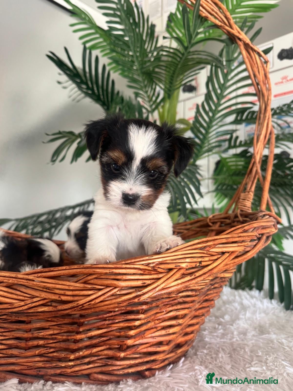 Yorkshire Terrier perros YORKSHIRE BIEWER - Anuncio 1