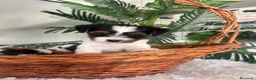 Yorkshire Terrier perros en venta: YORKSHIRE BIEWER - Anuncio 1