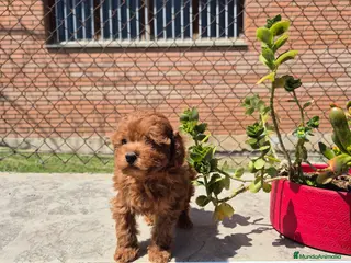 Caniche Toy perros Caniche toy - Anuncio 2