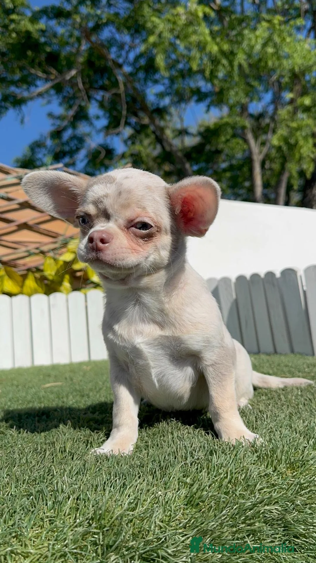 Chihuahua perros en venta: CHIHUAHUA MERLE  - Anuncio 16