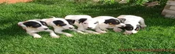 Ratonero Bodeguero Andaluz perros en venta: BODEGUERO RATONERO ANDALUZ MINI - Anuncio 1