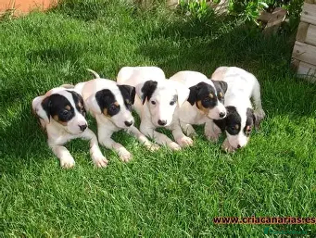 Ratonero Bodeguero Andaluz perros en venta: BODEGUERO RATONERO ANDALUZ MINI - Anuncio 1
