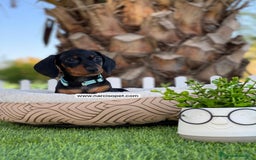 Teckel Miniatura perros en venta: TECKEL NEGRO FUEGO - Imagen 4