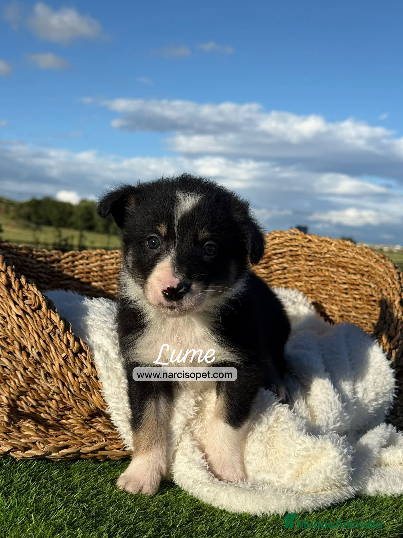 Border Collie perros en venta: BORDER COLLIE TRICOLOR - Anuncio 3
