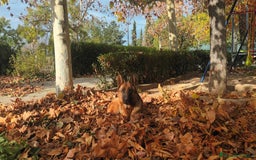 Pastor Alemán perros en adopcion: Pastor aleman adopcion - Imagen 3